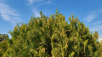 Fototapeta premium Cones on top branches of an Oriental Arbor-vitae (Platycladus orientalis) in a city park in Mediterranean region in March