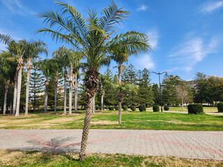 Miniature date palm (Phoenix roebelenii) in a city park in Mediterranean region in springtime