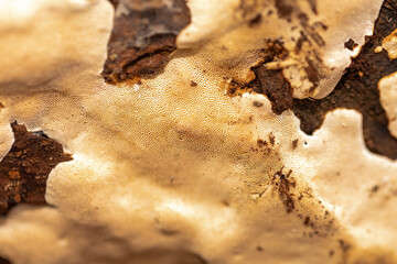 Junghuhnia (Junghuhnia crustacea),  fungi growing on dead wood, most often in damp places