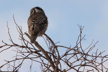 Northern Hawk Owl Surnia ulula perch in the top of a tree watching and listening for prey