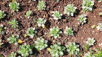 Ornamental cabbage (Brassica oleracea) in a city park