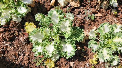 Ornamental cabbage (Brassica oleracea) in a city park