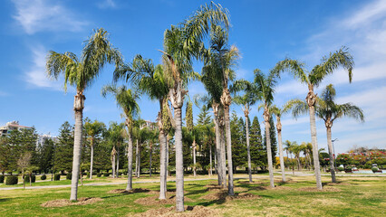 Fototapeta premium Queen palm (Syagrus romanzoffiana) trees in a city park in Mediterranean region in springtime