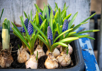 Blooming muscari hyacinths and narcissus in the spring garden
