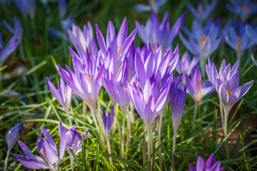 Krokuswiese