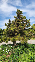 Fototapeta premium An ornamental black pine (Pinus thunbergii) in a city park in Mediterranean region