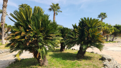 Fototapeta premium King Sago, Sago Cycad, Japanese Sago Palm (Cycas revoluta) in a city park in Mediterranean region