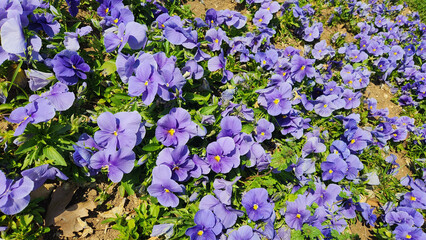 In March, a city park bursts into life as colorful pansy flowers bloom, weaving a rich tapestry of...