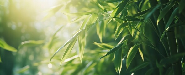 Bamboo Leaves in Sunlight Fresh Green Foliage Nature Background Image