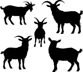 abstract illustration of goat and sheep black and white vector line art