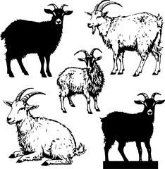 abstract illustration of goat and sheep black and white vector line art