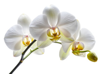 orchid isolated on white background