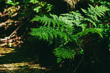 Farn am Wasser, Farn am stillen Bach, Schattenpflanze