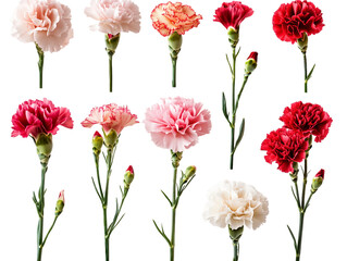 Obraz premium Twelve Multicolored Carnation Flowers With Green Stems On Transparent Background, PNG