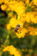 Bee buzzing amidst vibrant yellow flowers on a sunny day in late summer gardens