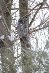 Great Grey Owl perched high in a bare tree in winter.