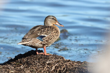 duck on shore