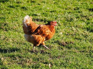 Haus Huhn läuft über eine grüne Wiese