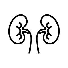 kidney vector illustration