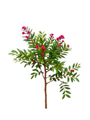 Fototapeta premium Common laurel bush isolated on white background, cutout plant