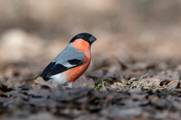 male red-breasted bullfinch in oak spring forest