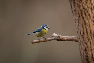 Eurasian Blue Tit – Feathered Observer at Rest