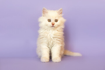 A cute ginger ragdoll crossbreed kitten in front of purple studio background