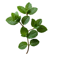 A detailed, high-resolution image of a peppermint branch featuring multiple vibrant green leaves