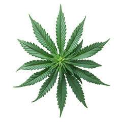 High-resolution image of a single medical cannabis leaf with vibrant green color and detailed texture