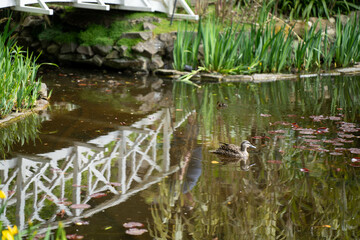 white wooden bridge over a pond in a botanical garden in australia
