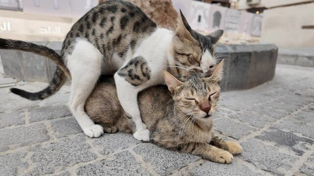 Two stray cats mating on a paved street in Jeddah, Saudi Arabia, create a striking scene, with a worker and traditional buildings softly blurred in the background