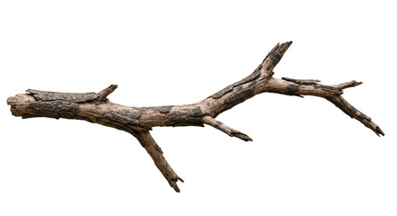 piece of wood from the forest isolated on transparent png background