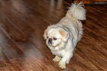Small, 8 years old white pekinese
