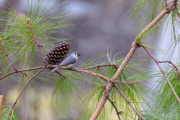 Tufted Titmouse (Baeolophus bicolor)on the garden. Small American song bird, is non-migratory and originally native to the Ohio and Mississippi River.