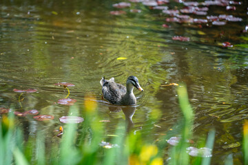 ducks in a park on a pond and on grass