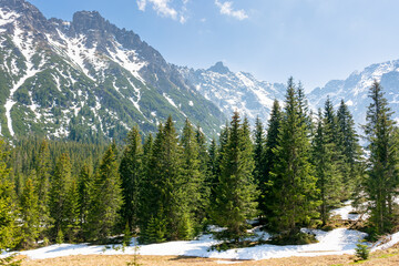 mountain landscape with forest and distant peaks. green nature environment in spring