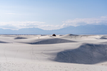 A Tree Sticking up in the Dunes With Mountains in the Background in White Sands National Park