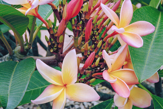 Jasmim-Mango, Plumeria rubra L. A Savannah flower, and typical flower from Brazilian Savannah. Brasilia, Brazil 2020.