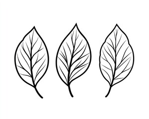 Obraz premium Three simple leaf line art illustrations, isolated on white background, for design
