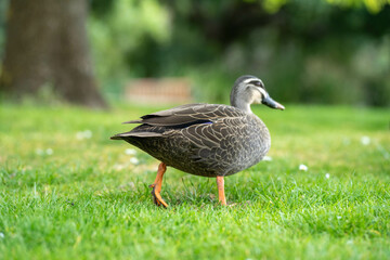 ducks in a park on a pond and on grass