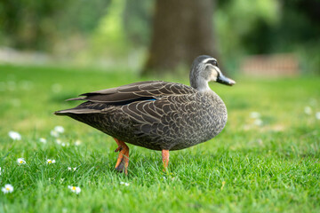 ducks in a park on a pond and on grass