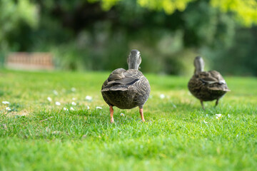 ducks in a park on a pond and on grass
