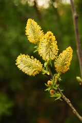 Blossoming willow branches showcase vibrant yellow blooms against a lush green backdrop during springtime