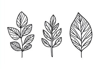 Fototapeta premium Three stylized leaves, nature design, white background, botanical illustration, design element