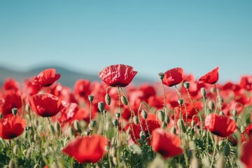 Naklejka premium A field of poppies swaying in the gentle breeze