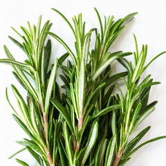 Fototapeta premium Fresh Green Rosemary Sprigs Isolated on a White Background