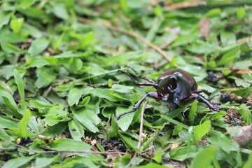 A unique beetle crawls over lush green grass, showcasing its glossy exterior. This scene captures the beauty and detail of nature during a warm afternoon, inspiring exploration and adventure