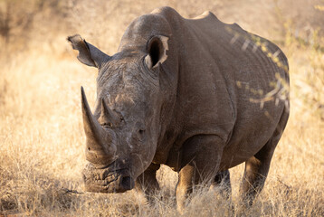 Obraz premium A powerful rhinoceros standing in a dry savanna