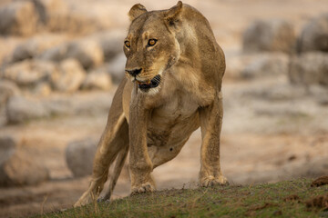 A fierce Lioness in mid stride