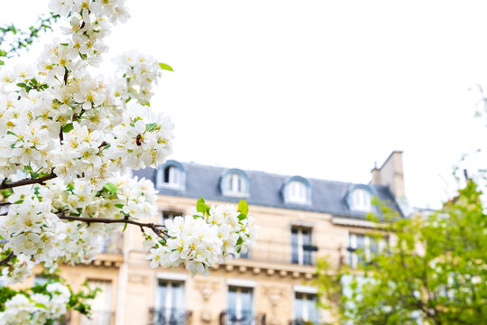 Parisian vacation banner background. Spring in Paris, France. Blooming cherry tree and typical Parisian building at background. Romantic Easter holidays in Europe concept